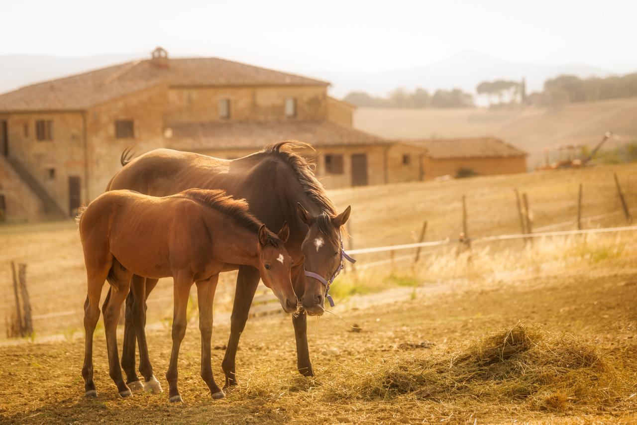 Вилла Agriturismi Farina Кастильоне-дель-Лаго Экстерьер фото